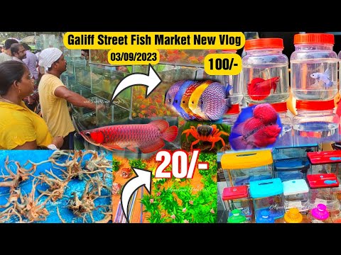 Recent Aquarium Fish Price Update | Galiff street Fish Market | Galiff Street new video 03/09/2023