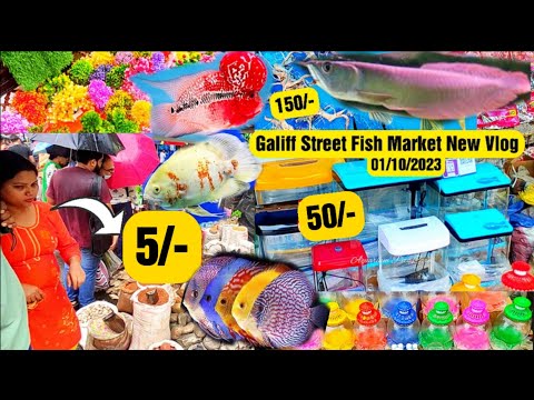 Recent Aquarium Fish Price Update | Galiff street Fish Market | Galiff Street new video 01/10/2023