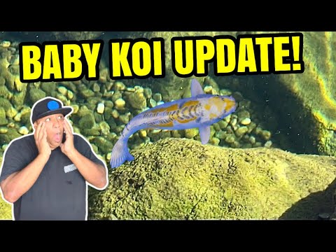 BABY KOI FISH GOES CRAZY!
