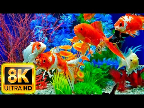 Aquarium 8K VIDEO ULTRA HD 🐠 Beautiful Relaxing Coral Reef Fish – Relaxing Sleep Meditation Music