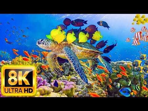 Aquarium 8K VIDEO ULTRA HD – Sea Animals for Relaxation, Beautiful Coral Reef Fish in Aquarium
