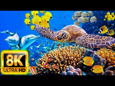 Planet Ocean 8K Ultra HD – Calm & Relaxing Coral Reef Aquarium – 8K Video