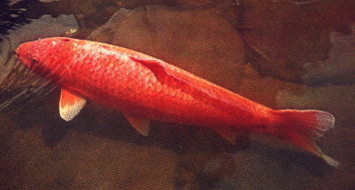 Hanako: A Legendary Tale of the Oldest Koi Fish in History