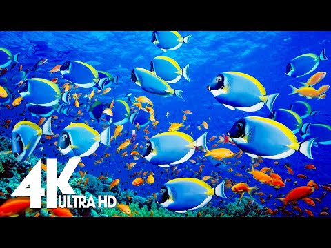 The Ultimate Guide to Keeping Coral Reef Fish in an Aquarium