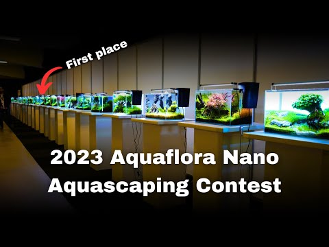 The Art of Aquascaping: Balancing Aesthetics and Ecology